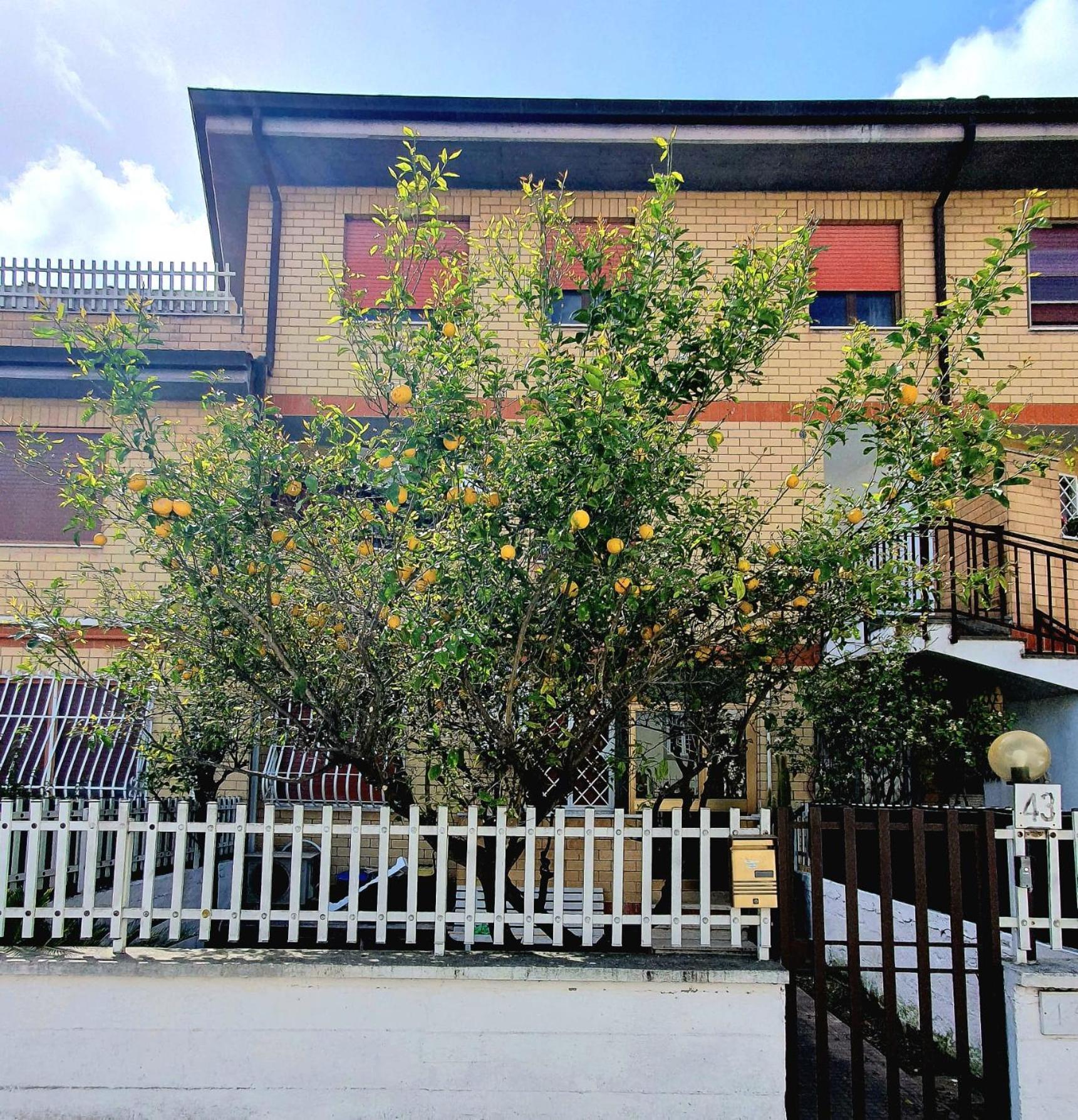 Lemon Tree House Daire Ostia Antica Dış mekan fotoğraf